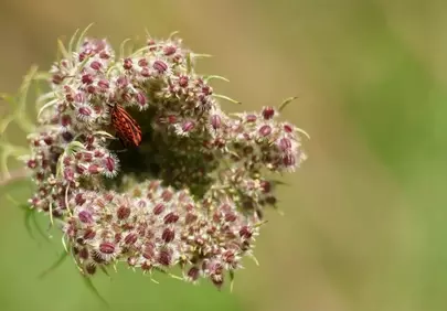 Vibrant Red Bug on Lacy Blossom: A Macro Spring Discovery