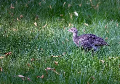 Young Turkey Chick Foraging in Lush Spring Meadow