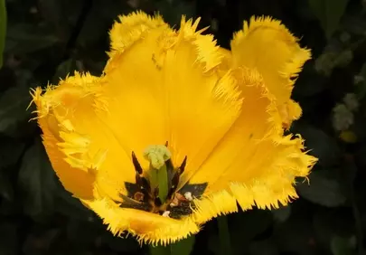 Vibrant Yellow Fringed Tulip: A Springtime Macro Delight