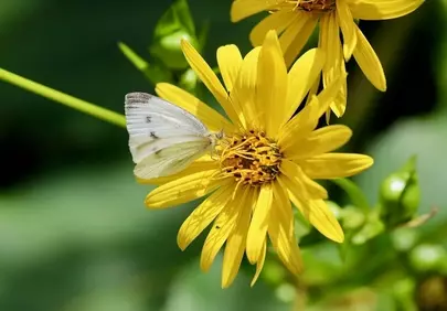 Vibrant Yellow Flower with White Butterfly Nectar Gathering