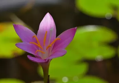Vibrant Marsh Crocus Blossom: A Close-Up Floral Delight