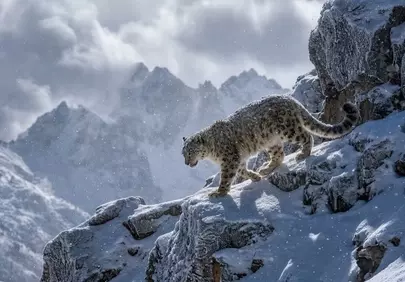 Majestic Snow Leopard Prowling in Icy Mountain Wilderness