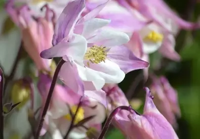 Vibrant Pink Columbine Blooms: A Spring Garden Delight