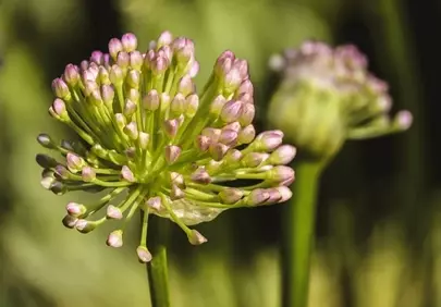 Delicate Pink Buds: Spring's Fresh Bloom