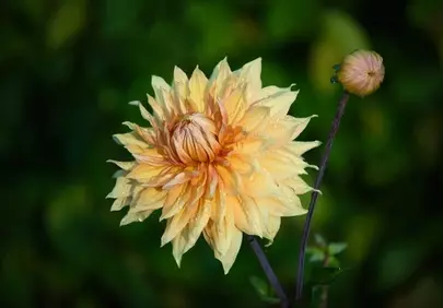 Dazzling Yellow Dahlia: Nature's Petal Perfection with Dew Drops