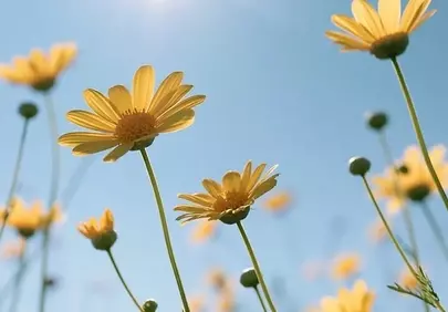 Vibrant Sun-Kissed Yellow Daisies Under a Clear Blue Sky