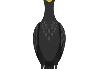 Striking Great Cormorant Illustration: Front View Bird Character