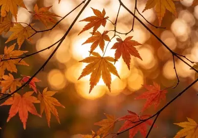Stunning Autumn Sunset: Golden Hour Maple Leaves