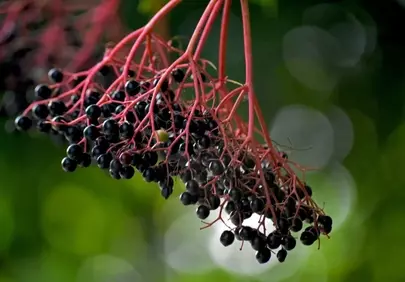 Vibrant Elderberry Cluster: Nature's Antioxidant Powerhouse