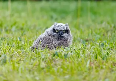 Adorable Owl Chick Camouflaged in Vibrant Spring Grass