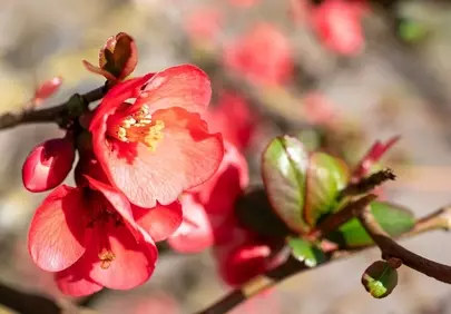 Vibrant Red Quince Blooms: Spring's Awakening in Nature