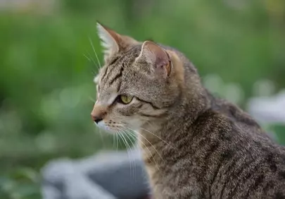 Enchanting Gaze: A Dreamy Striped Cat's Outdoor Portrait