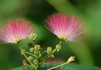Delicate Pink Mimosa Blooms: Nature's Soft Beauty