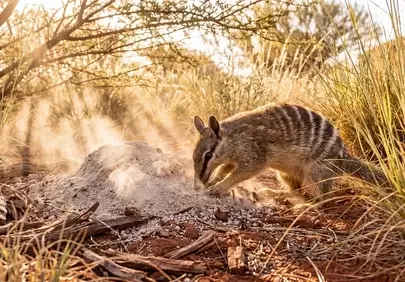 Golden Sunset: Numbat Foraging in Australian Wilds
