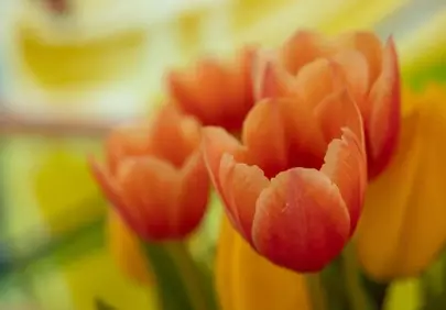 Vibrant Orange Tulips: A Burst of Spring Beauty