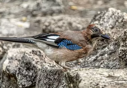 Stunning Eurasian Jay: A Captivating Wildlife Background