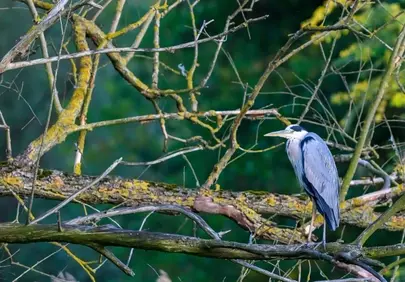 Serene Heron Perched Amidst Verdant Forest Branches