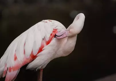Graceful Flamingo Preening: Captivating Nature's Beauty