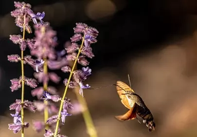 Enchanting Hummingbird Hawk-Moth Feeds on Lavender