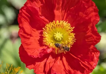 Vibrant Red Poppy: Bee's Springtime Delight