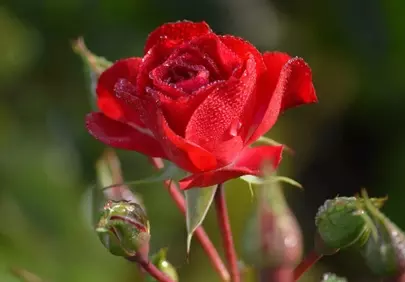 Vibrant Red Rose: Morning Dew Drops & Lush Greenery
