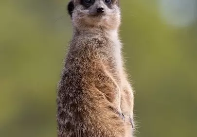 Vigilant Meerkat Sentry: Adorable Wildlife Lookout