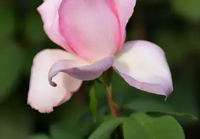 Enchanting Pink Rose: Delicate Beauty in a Spring Garden