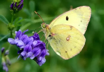 Vibrant Clouded Yellow Butterfly: Nature's Delicate Pollinator