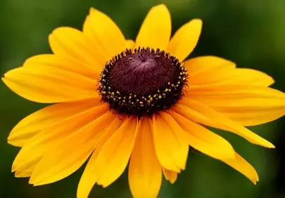 Vibrant Rudbeckia: A Dazzling Yellow Summer Bloom Up Close