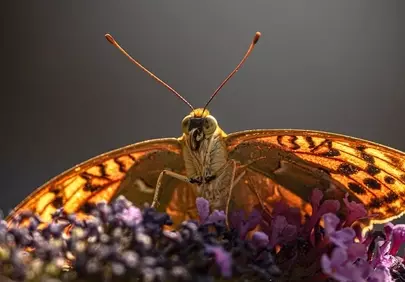 Stunning Macro: Intricate Butterfly on Purple Blooms
