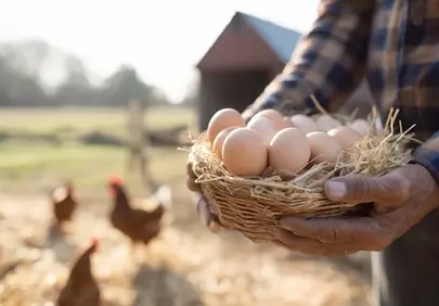 Rustic Harvest: Farmer's Hands, Fresh Organic Eggs