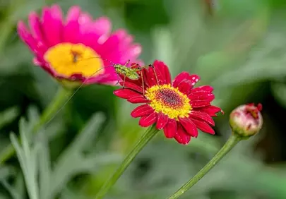 Vibrant Macro: Grasshopper on Red Daisy