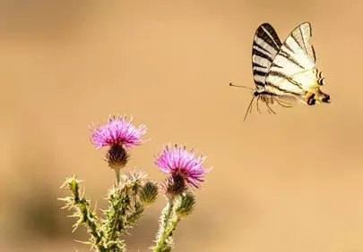 Vibrant Thistle Bloom and Graceful Butterfly Flight