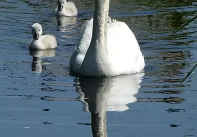 Graceful Swan with Cygnets: A Tender Spring Reflection