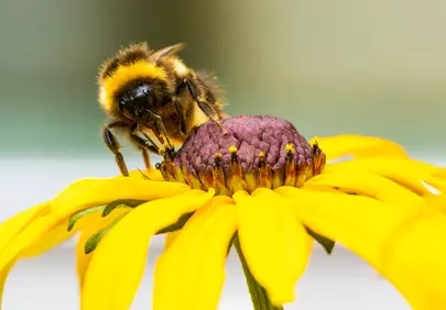 Vibrant Bloom: Bumblebee's Nectar Quest