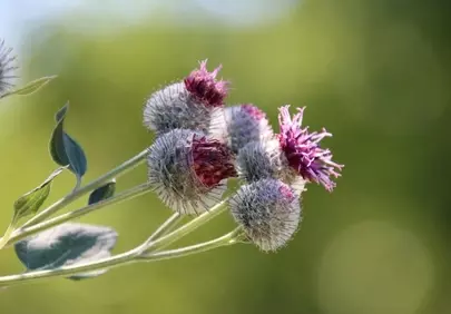 Vibrant Purple Thistle Buds Blooming in Summer Sunlight