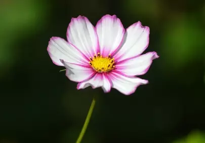 Vibrant Cosmos: Pink & White Petals, Golden Heart