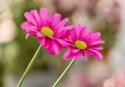Vibrant Pink Daisies: Nature's Delicate Summer Bloom