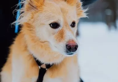 Heartwarming Winter Scene: Playful Dog in Snowy Forest