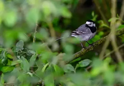 Charming Wagtail Perched: Nature's Bicolored Jewel