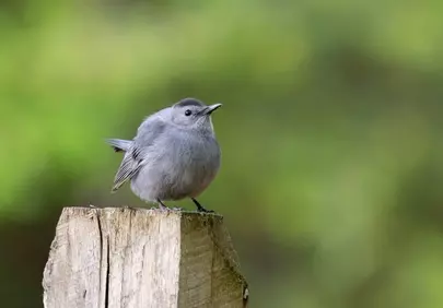 Charming Gray Catbird Perched on Fence Post in Nature