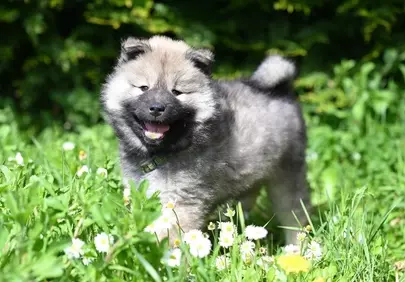 Adorable Eurasier Puppy: Joyful Play in a Daisy Field