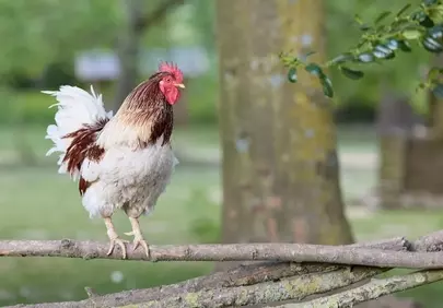 Vibrant Rooster Perched on Rustic Fence in Countryside