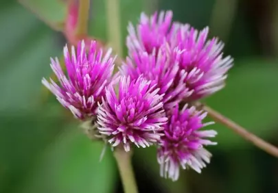 Vibrant Gomphrena Globosa: Frothy Pink Blossoms in Macro Detail