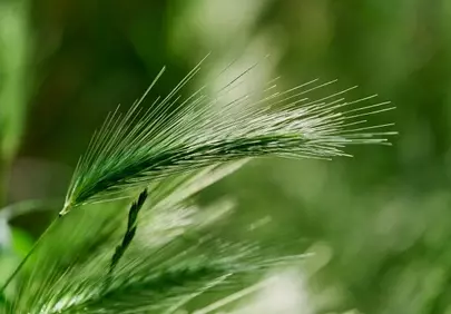Vibrant Green Barley: A Close-up of Nature's Delicate Beauty