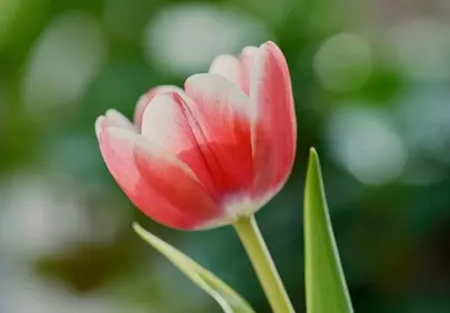 Vibrant Tulip Bloom: A Symphony of Spring Colors