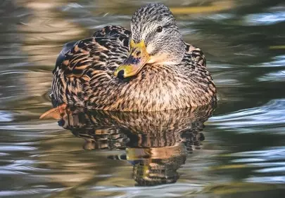 Serene Mallard Duck Gliding on Calm Reflective Water