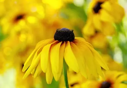 Vibrant Yellow Black-Eyed Susan: Summer's Cheerful Bloom