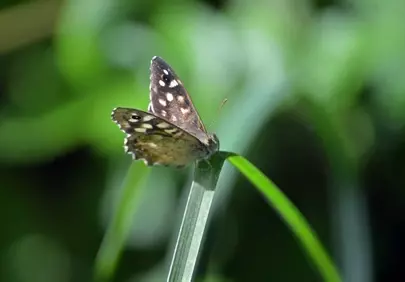 Enchanting Speckled Wood Butterfly in Lush Green Spring