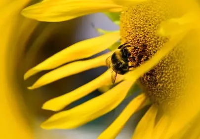 Vibrant Summer: Bee Pollinating a Golden Sunflower